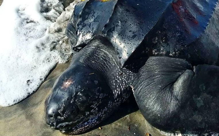Tartaruga-de-couro foi resgatada na praia de São Miguel, em Ilhéus Foto: Instagram/Projeto (A)mar