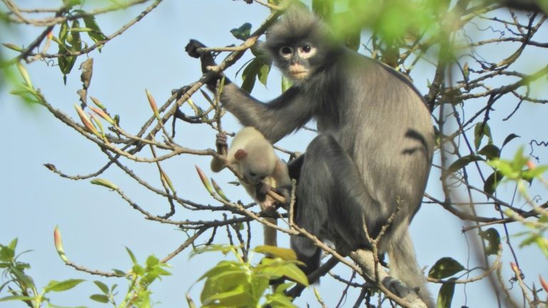 Cientistas identificaram uma nova espécie de primata, que vive nas florestas do centro de Mianmar e cuja pelagem cinza emoldura seu rosto como uma máscara - GERMAN PRIMATE CENTER/AFP